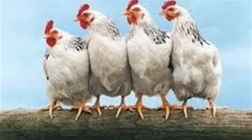 انخفاض مفاجئ.. سعر الفراخ البيضاء اليوم الأربعاء وتحديث جديد بالبورصة الرئيسية 1